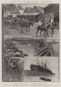 Et remount-marked for boere og briter i New Orleans
